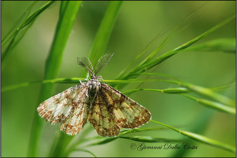 Ematurga atomaria